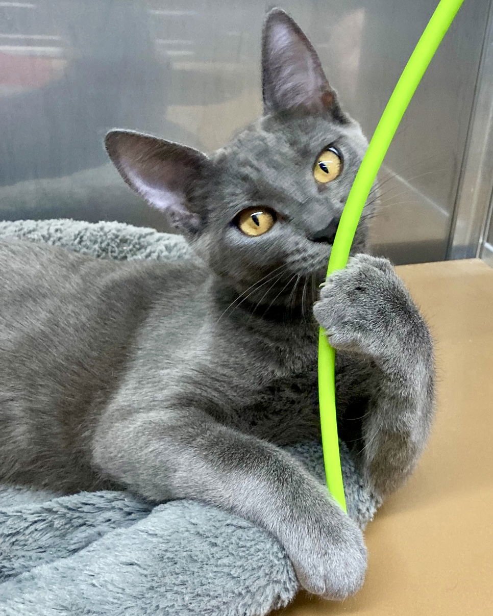 AMBERLY (BONDED W/ LUNELLE) - Domestic Short Hair available for adoption