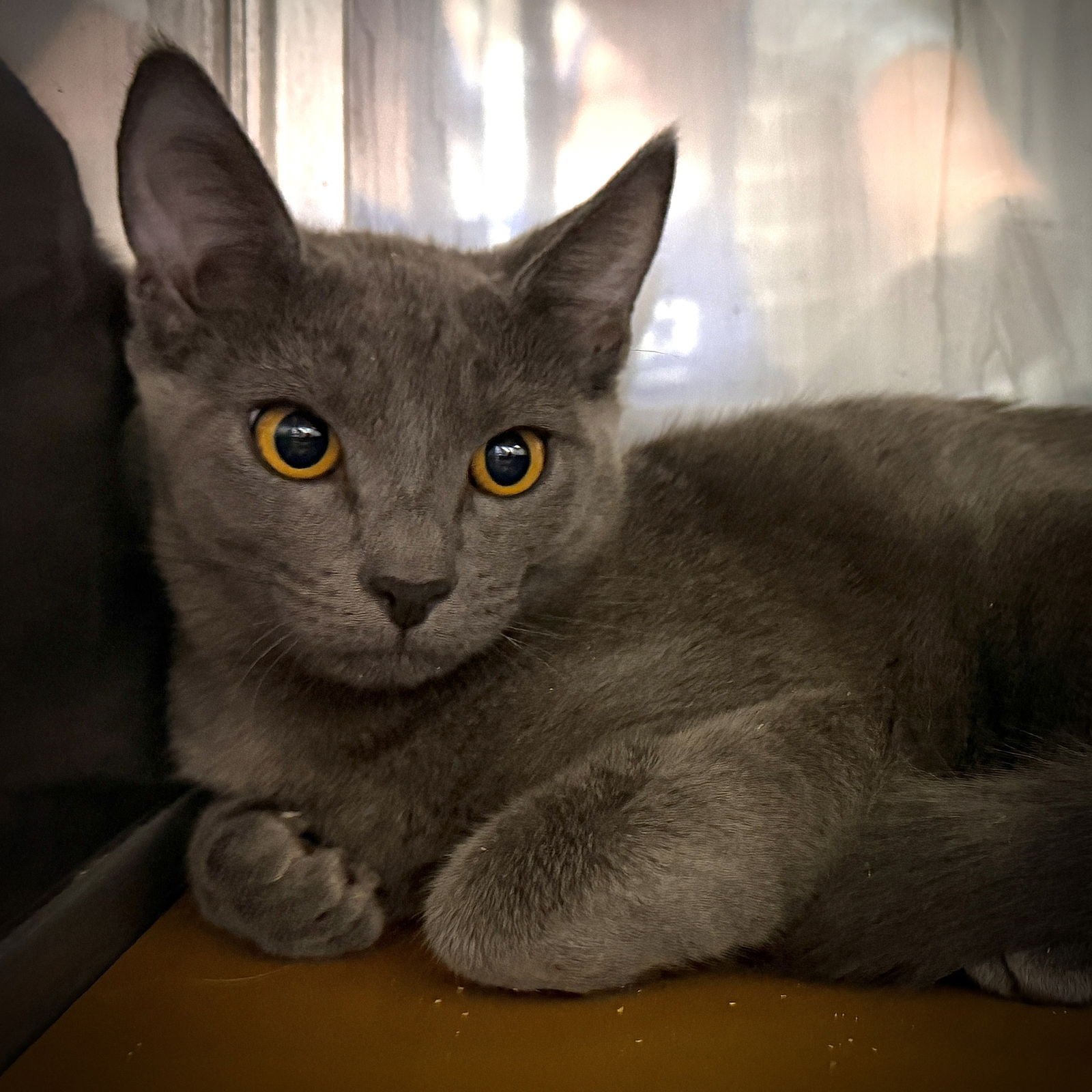 Amberly (bonded w/ Lunelle) - Photo 3