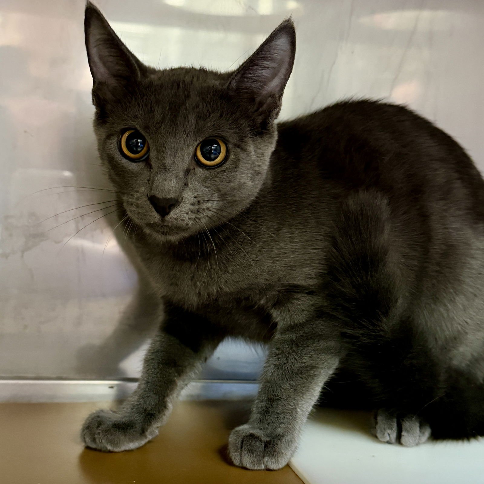 Amberly (bonded w/ Lunelle) - Photo 4