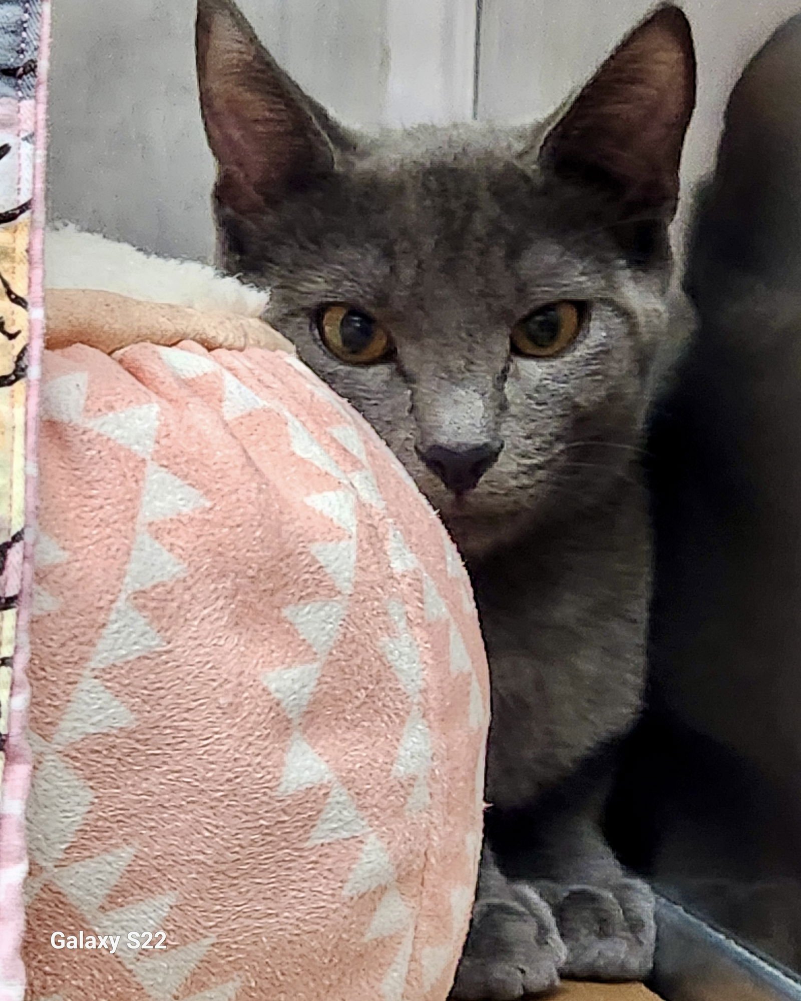 Amberly (bonded w/ Lunelle) - Photo 5