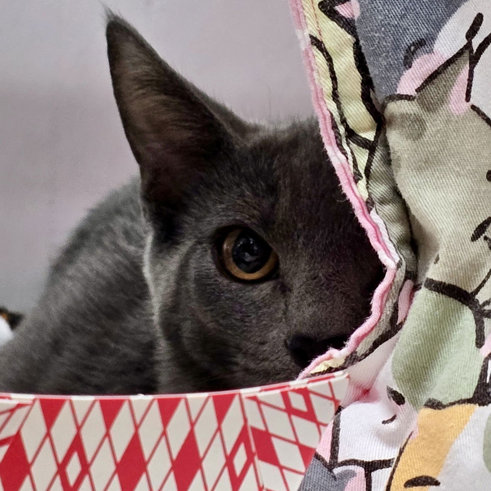 Amberly (bonded w/ Lunelle) - Photo 6