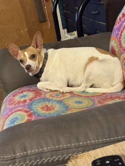 ANNIE - Chihuahua / Terrier available for adoption