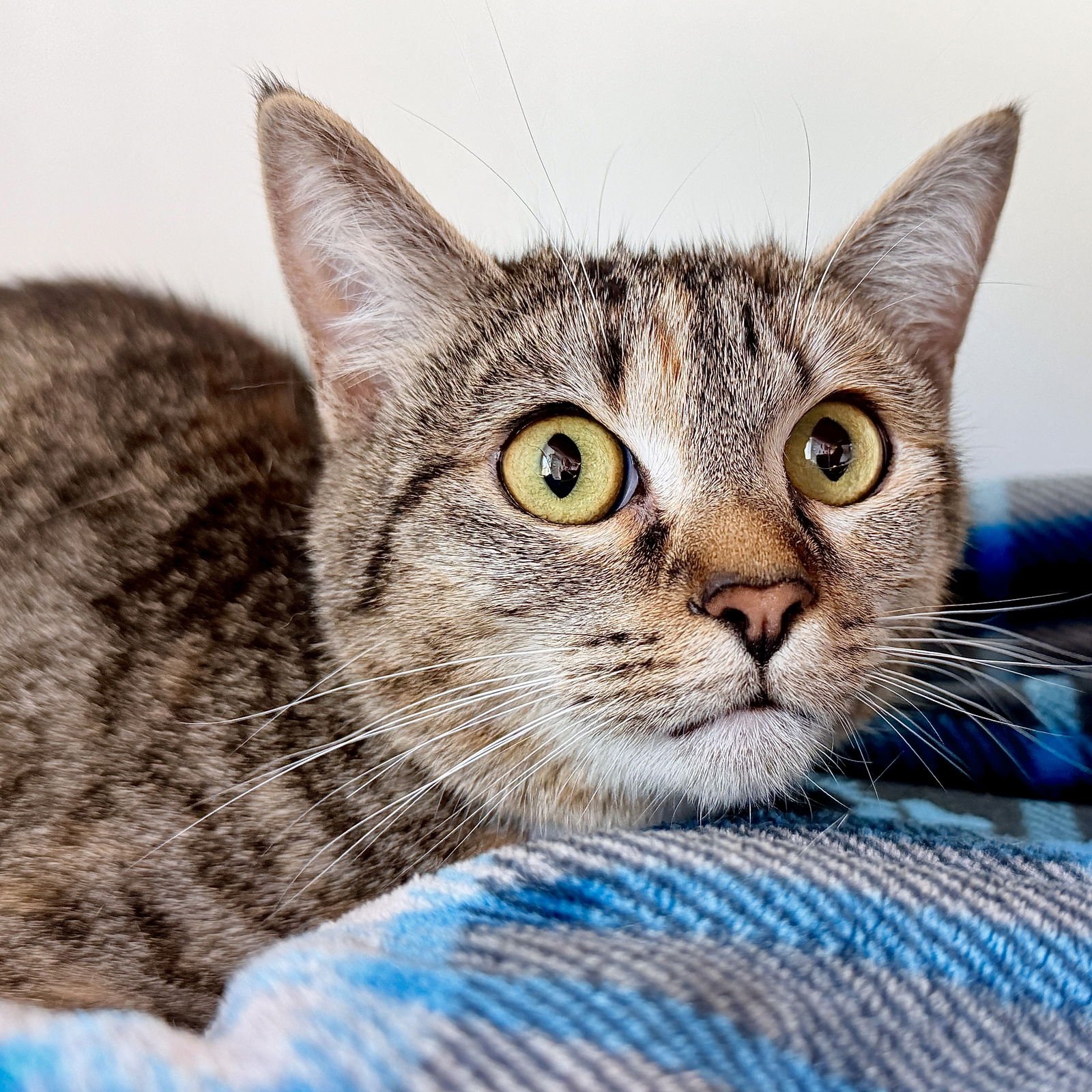 CHILACA - Domestic Short Hair available for adoption