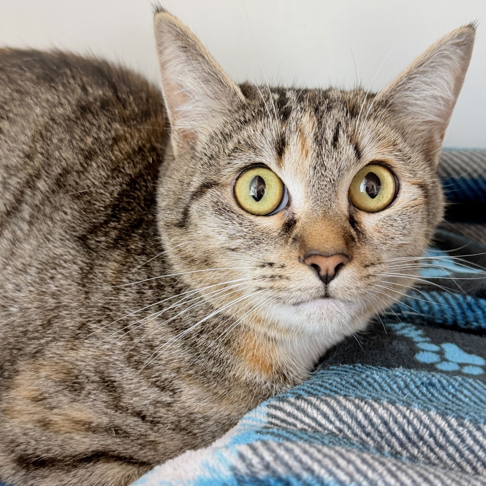 CHILACA - Domestic Short Hair available for adoption