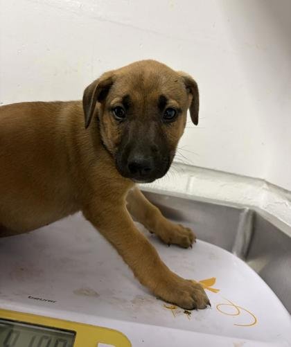 GAMORA - German Shepherd Dog / Pit Bull Terrier available for adoption