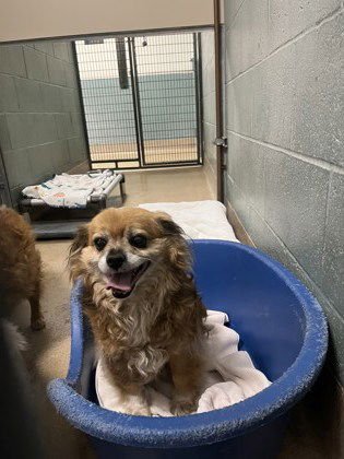 COSTELA - Yorkshire Terrier Yorkie available for adoption