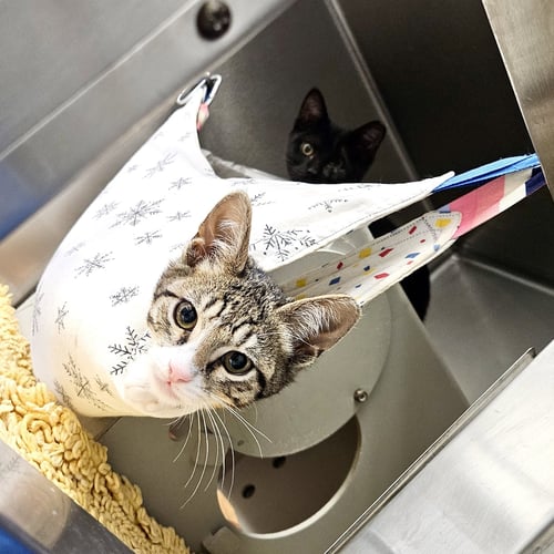 DRIBBLE (BONDED W/ DUNK) - Domestic Short Hair available for adoption