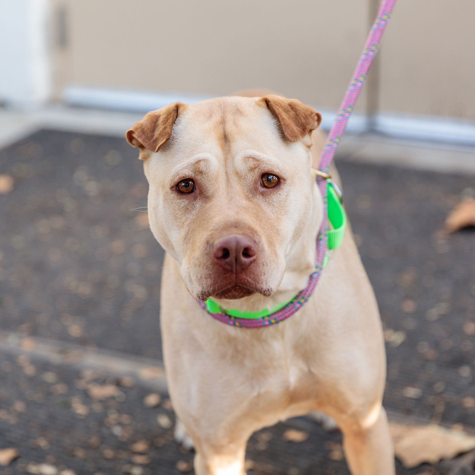 GUERA - Chinese Shar-Pei / American Pit Bull Terrier available for adoption