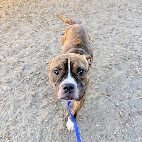 BEAU - American Pit Bull Terrier available for adoption