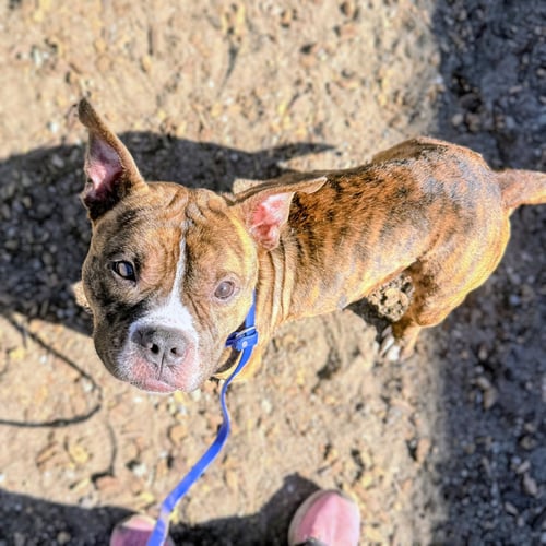 BEAU - American Pit Bull Terrier available for adoption