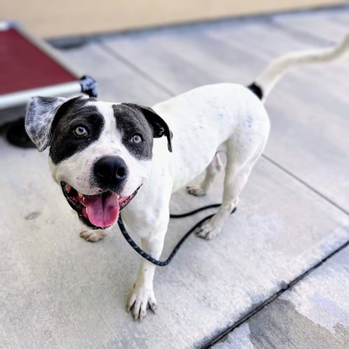 BLUEY - Pit Bull Terrier available for adoption