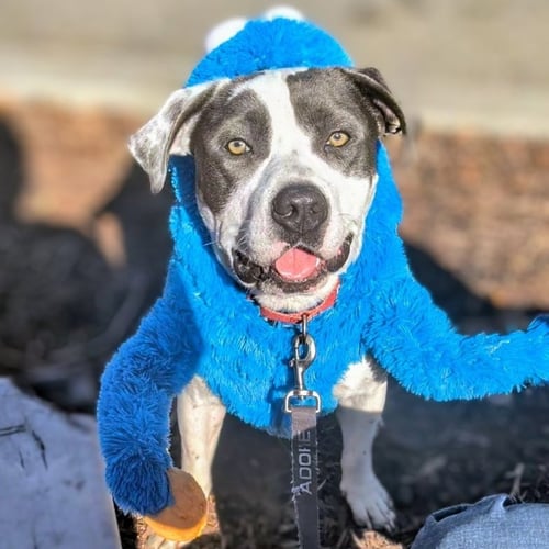 BLUEY - Pit Bull Terrier available for adoption
