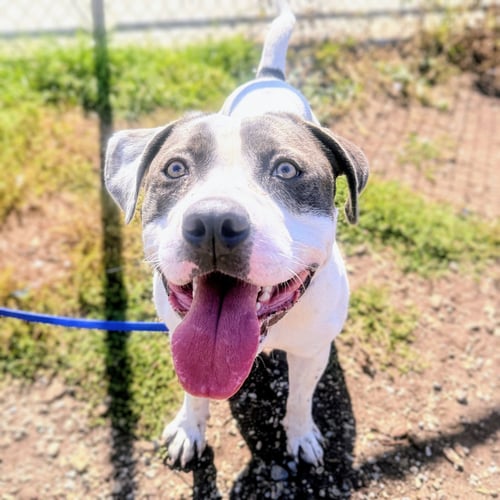 BLUEY - Pit Bull Terrier available for adoption