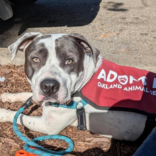 BLUEY - Pit Bull Terrier available for adoption