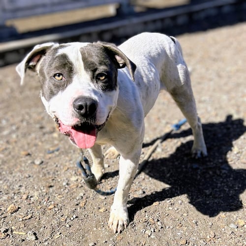 BLUEY - Pit Bull Terrier available for adoption