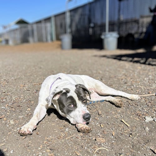 BLUEY - Pit Bull Terrier available for adoption