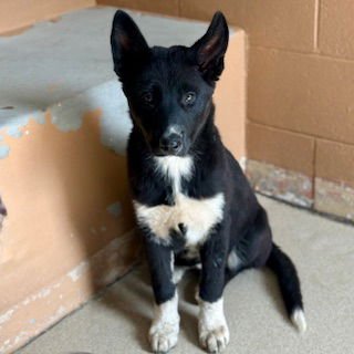 DW READ - Husky / Shepherd available for adoption