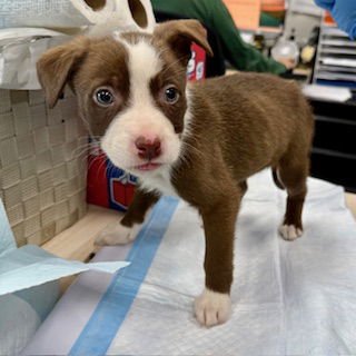 APPLE PIE - Pit Bull Terrier / Australian Cattle Dog/Blue Heeler available for adoption