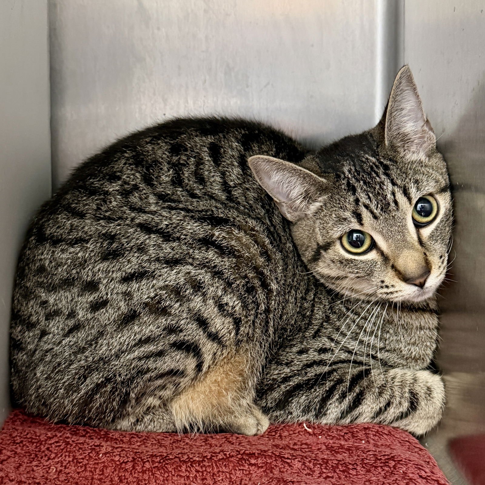 MARA (BONDED W/MEERA) - Domestic Short Hair available for adoption