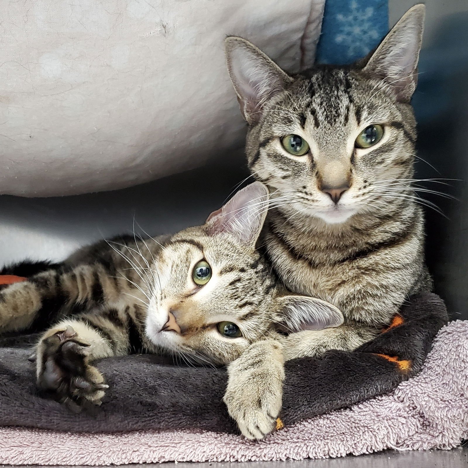 MARA (BONDED W/MEERA) - Domestic Short Hair available for adoption