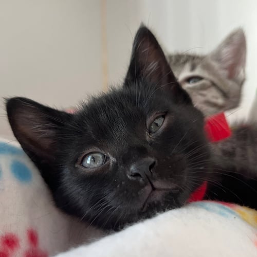 ELMO (BONDED W/ GRUNGE) - Domestic Short Hair available for adoption