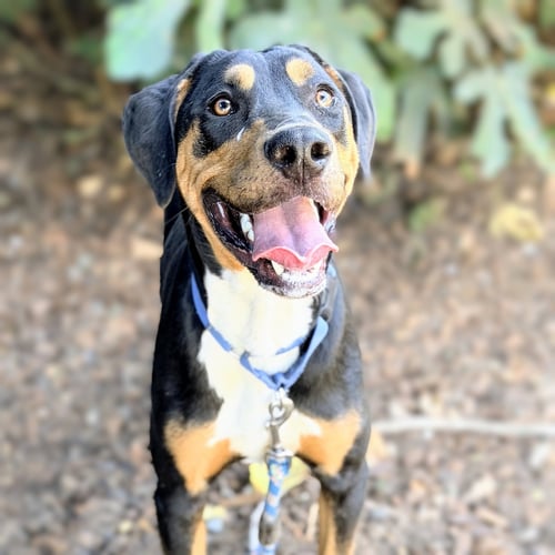 AUGGIE - Doberman Pinscher available for adoption