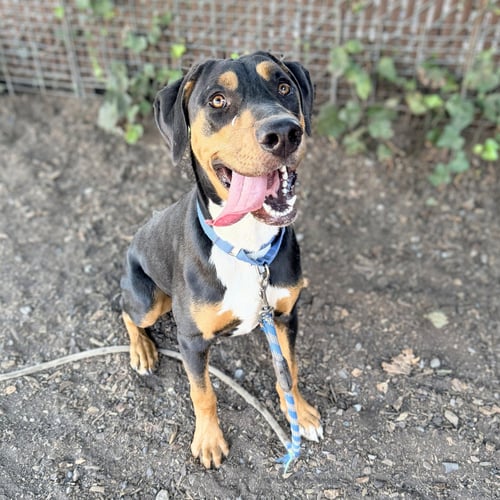 AUGGIE - Doberman Pinscher available for adoption