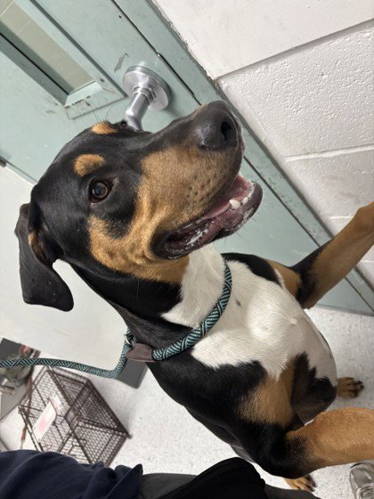 AUGGIE - Doberman Pinscher available for adoption