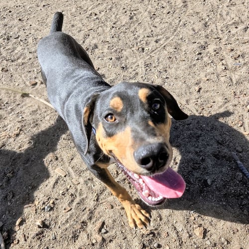 AUGGIE - Doberman Pinscher available for adoption
