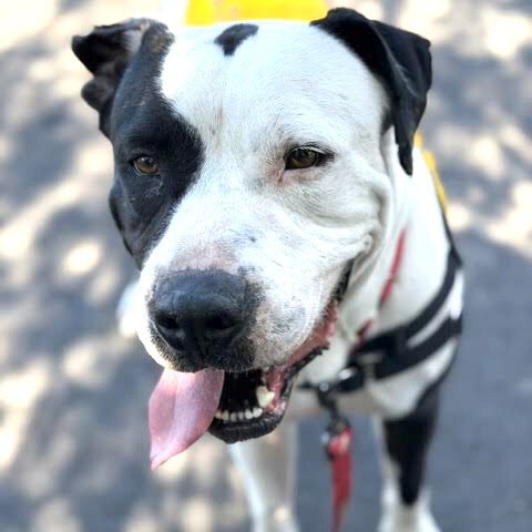 DAMON - American Pit Bull Terrier available for adoption