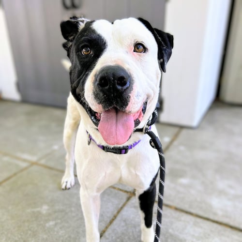 DAMON - American Pit Bull Terrier available for adoption