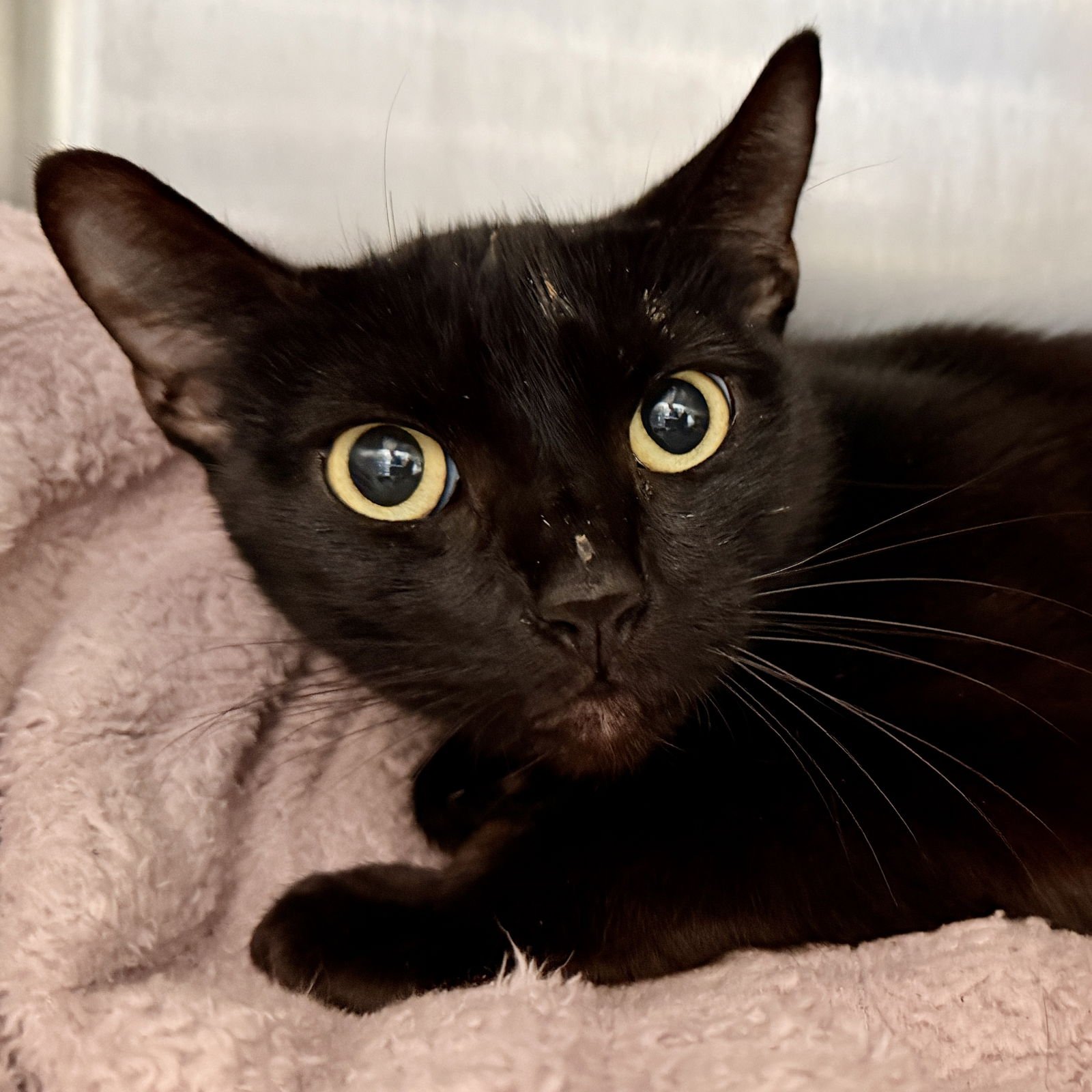 COCO - Domestic Short Hair available for adoption