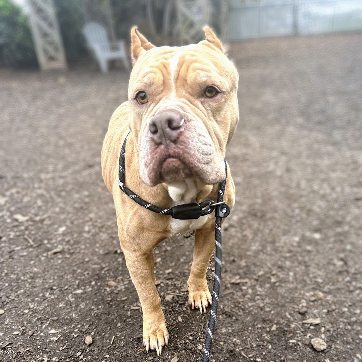 CORTINA - Pit Bull Terrier available for adoption