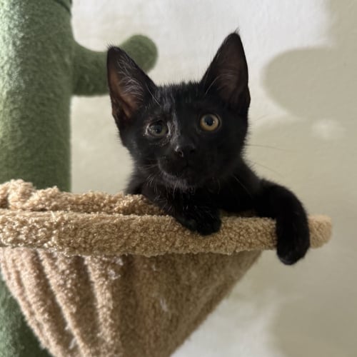 SQUID (BONDED WITH OYSTER) - Domestic Short Hair available for adoption