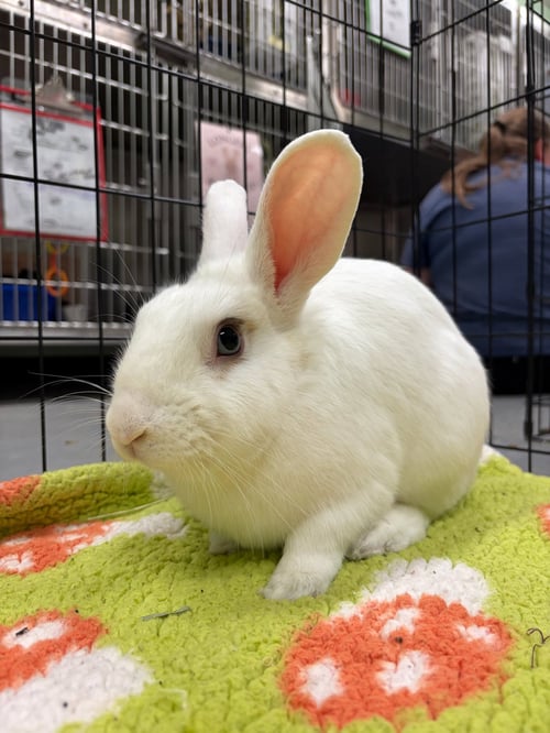 BUNANAGRAM - American available for adoption