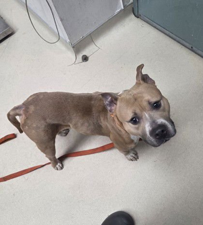 POTPOURRI - Pit Bull Terrier available for adoption