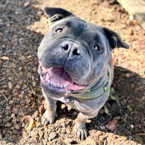 ABBY - American Bulldog available for adoption