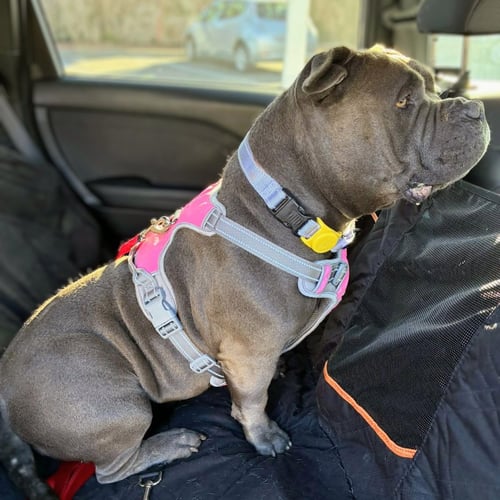 ABBY - American Bulldog available for adoption
