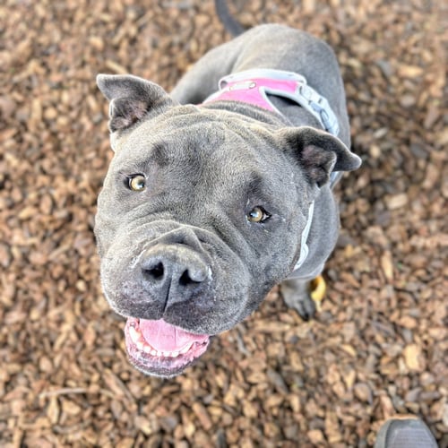 ABBY - American Bulldog available for adoption