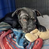 Griffin - Photo 3