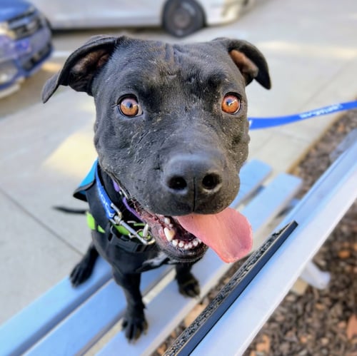 GRIFFIN - Pit Bull Terrier available for adoption