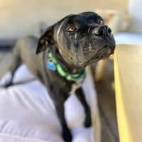 Griffin - Photo 5