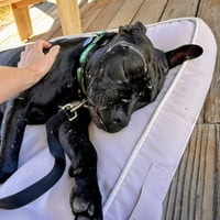 Griffin - Photo 8