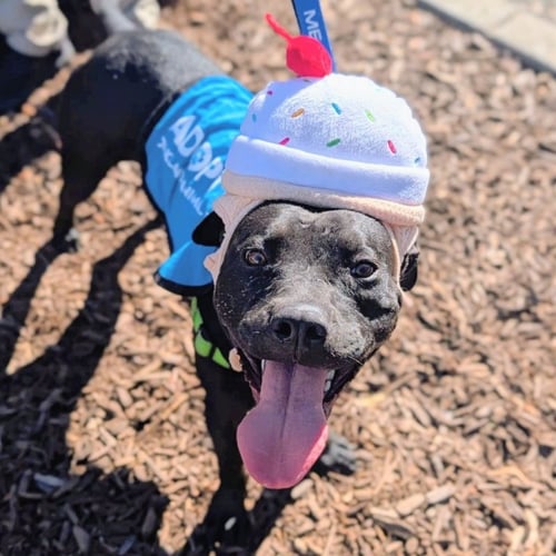 GRIFFIN - Pit Bull Terrier available for adoption