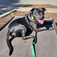 Griffin - Photo 6