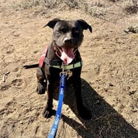 Griffin - Photo 9