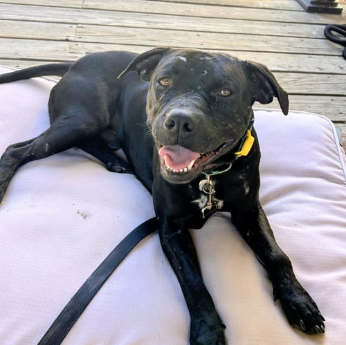GRIFFIN - Pit Bull Terrier available for adoption