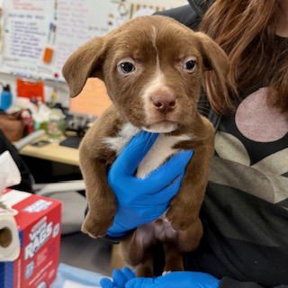 PECAN PIE - Pit Bull Terrier / Australian Cattle Dog/Blue Heeler available for adoption