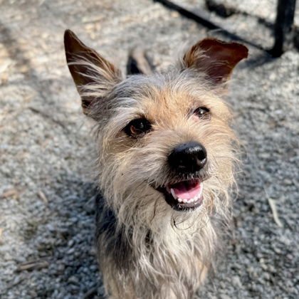 PRINCE HARRY - Yorkshire Terrier Yorkie available for adoption