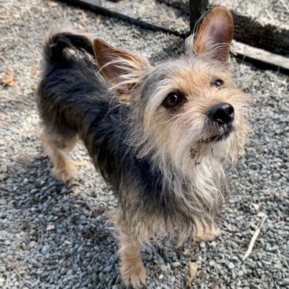 PRINCE HARRY - Yorkshire Terrier Yorkie available for adoption